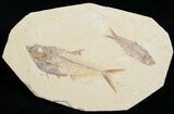 Diplomystus & Knightia Fossil Fish Plate #5479-1